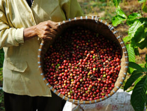 Consistency Specialty Coffee coffee cherries farms 