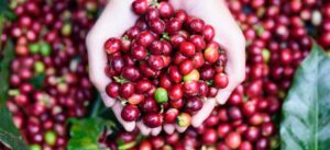 arabica fruit cherry - Artisan Coffee Roastery