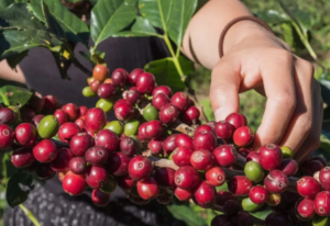 coffee fruit cherry - Artisan Coffee Roastery