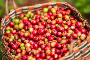 coffee fruit cherry - Artisan Coffee Roastery