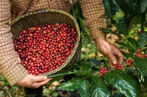 What is Single Origin?