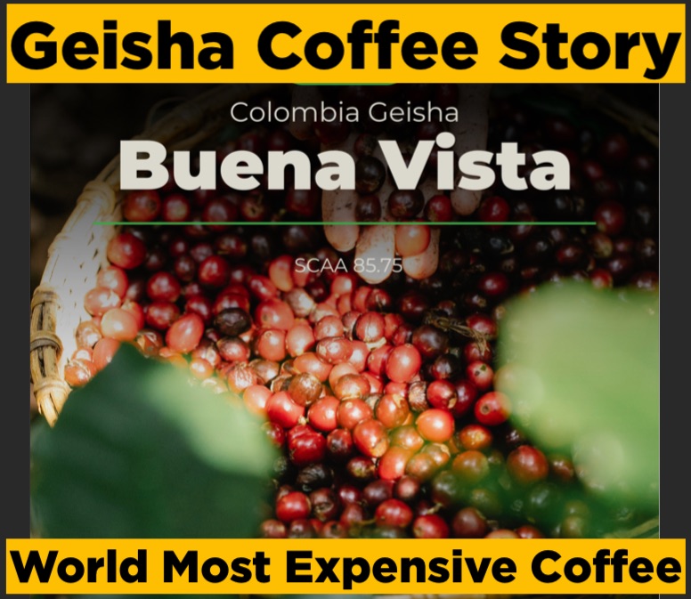 Geisha Coffee Story – The Most Expensive Coffee In The World - Soji Coffee Roasters